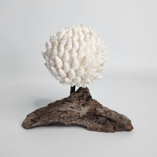 Shell Sphere on Driftwood - Coastal Country Home Decor